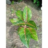 ราคา ต้นบัลลังค์ทอง ต้นไม้มงคลเสริมการเงินการงานและโชคลาภขายเป็นต้นส่งทั้งกระถาง5-6นิ้ว (23211099582)