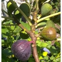 ราคา ต้นมะเดื่อฝรั่ง Figs ต้นฟิกส์ สายพันธุ์ sultane กระถาง 6 นิ้ว ลำต้นสูง 30-40 ซม (3065255722)
