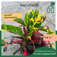 ราคา ต้นโกสน หยาดมณี พร้อมกระถาง 6 นิ้ว (20320615635)