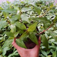 ราคา ผักแพวต้นกล้าผักแพวต้นละ353ต้น99บ.☺☺ (6547365860)