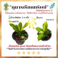 ราคา ต้นกุมารเรียกทรัพย์ กุมารเรียกทรัพย์ กุมารทอง ในกระถาง ขนาด 6นิ้ว ไม้มงคล พร้อมกระถางฟรี ต้นสูง 5-7 ซม. (13486396848)