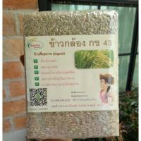 ราคา ข้าวกล้อง กข43 ข้าวน้ำตาลต่ำ ข้าวใหม่1kg. (2137424805)