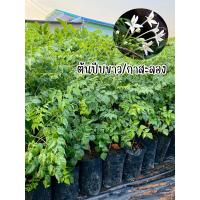 ราคา ปีบขาวหรือกาสะลอง สูง30-50ซม.ขั้นต่ำ3ต้นคละต้นอื่นได้ (22126417724)