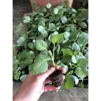 ราคา ต้นกล้าพร้อมปลูก พริกหนุ่มขาว พริกมณีขาว กะหล่ำปลี บรอคโคลี กล้าละ 5 บาท ขั้นต่ำ 10 ต้น แถม 1 ต้น (7057006159)