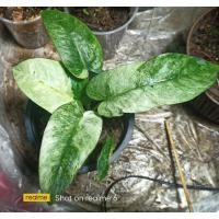 ราคา ต้นกวักพระพรหมด่างเหลืองสวย กวักมรกต กวักพระพรหมด่าง กล้วยด่างขาวสวยๆสนใจทัก#ขายต้นไม้ฟอกอากาศ #ขายต้นไม้ราคาถูก รับ (10735385472)