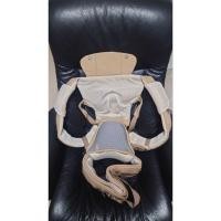 ราคา มือสอง สภาพดี เป้อุ้มเด็ก GLOWY Hip (Popotamus) Seat (21279871313)
