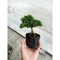 ราคา ต้นไม้จิ๋ว ต้นเพรมน่าไต้หวัน ไม้มงคล (11586821842)