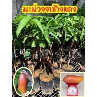 ราคา #ต้นมะม่วงงาช้างแดง ( ถุง4คูณ 10 นิ้ว สูง60 เซน ต้นใหญ่ )ต้นเสียบยอดแท้100%‼️ 1ปีให้ผลผลิตผล (22735336521)