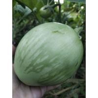 ราคา เมล็ดพันธุ์มะเขือยักษ์ มะเขือภูพาน มะเขือ (7073445763)