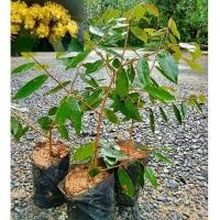 ราคา ต้นรวงผึ้งพรรณไม้ประจำ รัชกาลที่ 10กิ่งตอนพร้อมปลูก (22300986325)