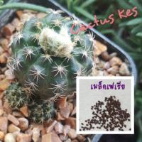 ราคา เมล็ดแคคตัส เฟเรีย 50 เมล็ด (2062330383)