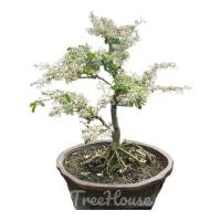 ราคา บอนไซมะขามเทศด่าง (Pithecellobium dulce (Roxb.) Benth. ‘Variegata’) กระถาง 30-40 ซม. (19953815938)