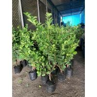 ราคา มะนาวแป้นพวงบ้านแพ้ว (กิ่งตอนรากแน่นพร้อมปลูก) (26115525825)