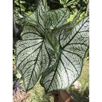 ราคา บอนสีอิเหนาบอนสีราคาถูก (12610851861)