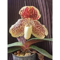 ราคา รองเท้านารีเหลืองตรัง (Paphiopedilum leucochilum) (22175278694)
