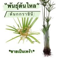 ราคา พันธุ์ต้นไหล (ต้นกกราชินี) ขายเป็นเหง้า ปลูกเป็นไม้ประดับหรือปลูกในกระถางใส่บ่อปลาสวยงาม ช่วยบำบัดน้ำเสีย (10407225572)