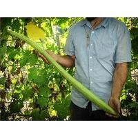 ราคา เมล็ดบวบหอมยาว - Long Luffa ปลูกไว้รับประทาน (3357212951)
