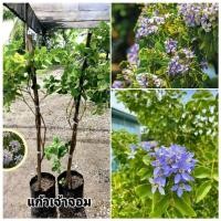 ราคา ต้นแก้วเจ้าจอมสายพันธุ์ 4-6 ใบเป็นไม้มงคลสวยหอมติดดอกสูง (26610425101)