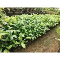 ราคา ต้นกาแฟโรบัสต้าชุมพร 1 ลังบรรจุ 10 ต้น (19750585476)