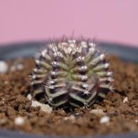 ราคา Gymnocalycium ยิมโน ลูก T-Rex ไม้เมล็ด เริ่มมีฟุคุริว ผิวยับๆมีความซับซ้อนของเม็ดสี ไม้สวยมีเอกลักษณ์ น่าสะสม คุ้มค่า (11532536299)