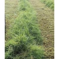 ราคา พันธ์ุหญ้าแพงโกล่าแท้ 1 กก. (13084367012)