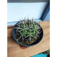 ราคา melocactusเมโลแคลตัสกระถาง4นิ้ว (20853297711)