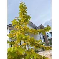 ราคา เมล็ดทองนพเก้า 100เมล็ด (28063847635)