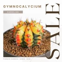 ราคา Gymnocalycium mihanovichii Clone Carnelian (9540270489)