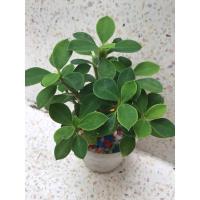 ราคา โป๊ยเซียนแคระ กระถาง2” (16686132076)