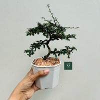 ราคา ชาฮกเกี้ยน บอนไซ ชาดัดใบมัน กระถางขาว (27856455713)