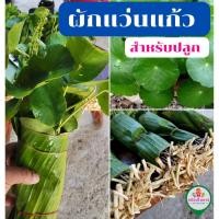 ราคา ผักแว่นแก้ว ต้นแว่นแก้ว สำหรับปลูก ชุด 30 ต้น/ก้าน (40856772900)