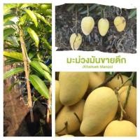 ราคา มะม่วงขายตึก ต้นสวย 90เซนต์ (4838037968)