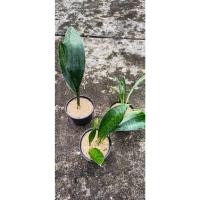 ราคา ต้นครีบปลาวาฬ ต้นลิ้นมังกร ต้นไม้ใบแปลกตา ฟอกอากาศในห้องนอนได้ (43417515334)