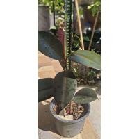 ราคา ยางอินเดียดำ สูง 35-45 ซม. (26220905581)