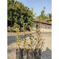 ราคา ต้นเชอรี่หวานไทยพร้อมปลูก (งานปักชำ)สูง 70cm ขึ้น ต้นแข็งแรงพร้อมปลูก (28673113640)