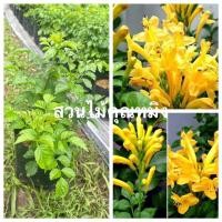 ราคา พวงแสดต้นดอกสีเหลืองสวยออกดอกตลอดปี (28755106744)