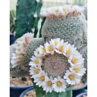 ราคา แมมแลนต้า Mammillaria lenta (27458197573)