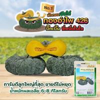 ราคา เมล็ด เมล็ด เมล็ดฟักทอง ทองอำไพ426 ปริมาณ20เมล็ด อินทรีย์ฟักทอง อินทรีย์อินทรีย์ เมล็ดอ ผักบุ้ (21479037183)