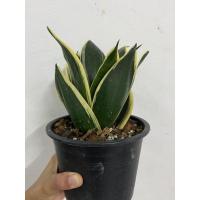 ราคา ลิ้นมังกรแคระ เจดีย์ทอง หยกทอง กระถาง 5 นิ้ว ฟอร์มสวย (8125689594)