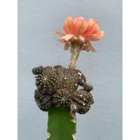 ราคา lobivia ดอกสีส้ม ไม้กราฟ (22630362161)