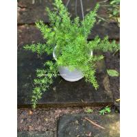 ราคา Thien Mon Dong กระถางแขวนตกแต่งสวน คาเฟ่ ระเบียงสวยมาก - สวนนุษยโงค (28338162308)