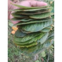 ราคา ชุมเห็ดเทศสด ปลอดสาร100% ยาระบายชั้นดี (40กรัม)แถมฟรี!ใบเตยหอมออแกนิค (16454706786)