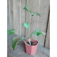 ราคา ต้นกวักโพธิ์ทอง ว่านกวักโพธิ์ทอง กระถาง (6655976581)