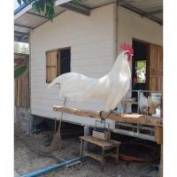 ราคา ไก่เชื้อ ไก่แจ้ ลูกผสมป่า สีขาวมงคล ชุด 5 ฟอง (21079152085)