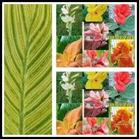 ราคา พุทธรักษา พุทธรักษาใบลาย7สีให้เลือก1หน่อ(ต้นอ่อนหรือตัดใบล้างราก).ไม้มงคล พุทธรักษาใบด่าง หน่อ เหง้า พุทธรักษาเตี้ย (19500079071)