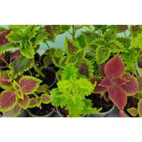 ราคา ต้นฤาษีผสมขนาดกระถาง 4 นิ้ว (17926644089)