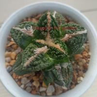 ราคา อริโอคาปัส Ariocarpus lloydii x hintonii #อริโอคาปัส #Ariocarpus #lloydii #hintonii (20363448669)
