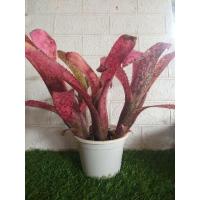 ราคา หน่อตัดสดสับปะรดสี Billbergia.Hula auwanna(ขายแยกหน่อ) (15197142744)