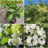 ราคา (1ต้น)(ขาย ต้นพันธุ์) ดอก ต้น ต้นชมนาด ชมนาด ดอกชมนาด kanokwan (10859387189)