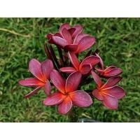 ราคา ต้นลีลาวดีสีม่วง ไวโอเล็ตสตาร์ (22336884670)